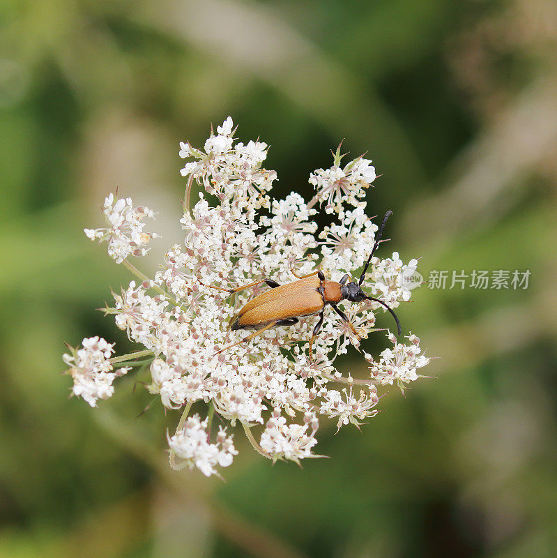 红棕色天角甲虫(Corymbia rubra)雌性